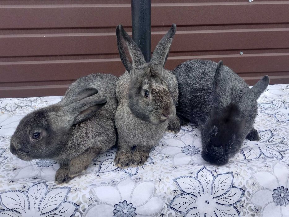 Продаю кроликів (Мікс 2-х різних порід)