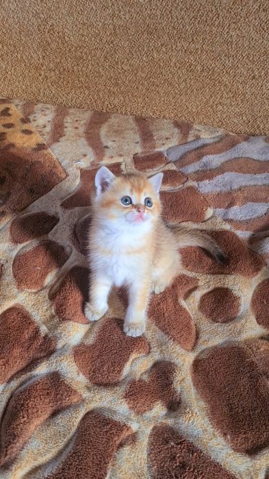 Шотландская золотая шиншилла