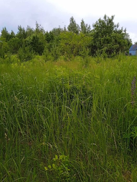 Продам ділянку  12 сот в Соколовському масиві.