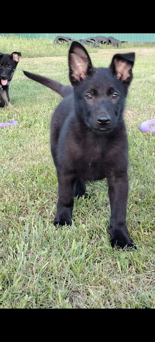 Східноєвропейські вівчарки