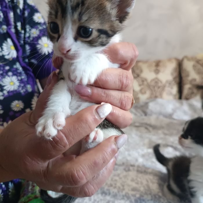 Відаю кошенят у добрі руки