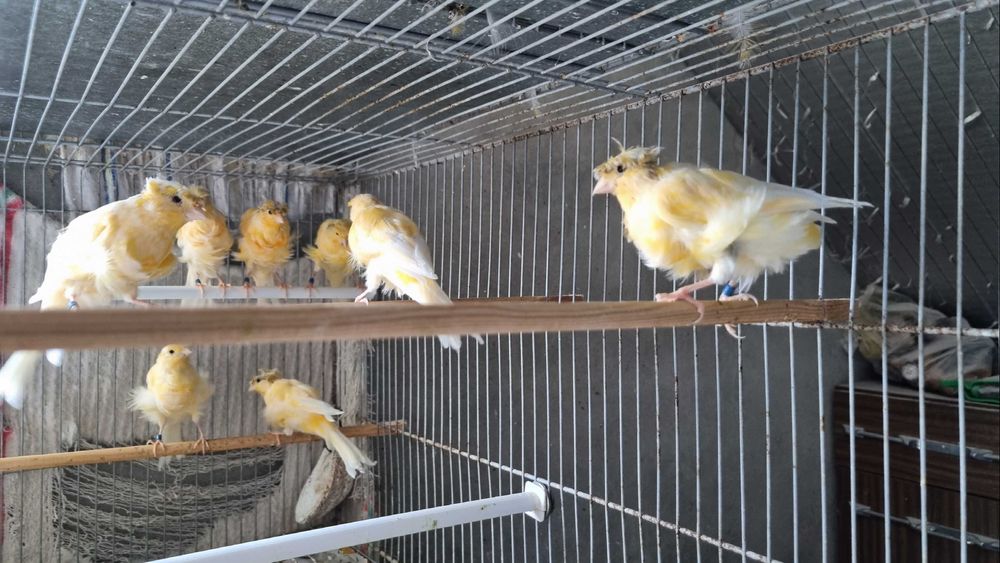 Canarios Frisados Padovanos