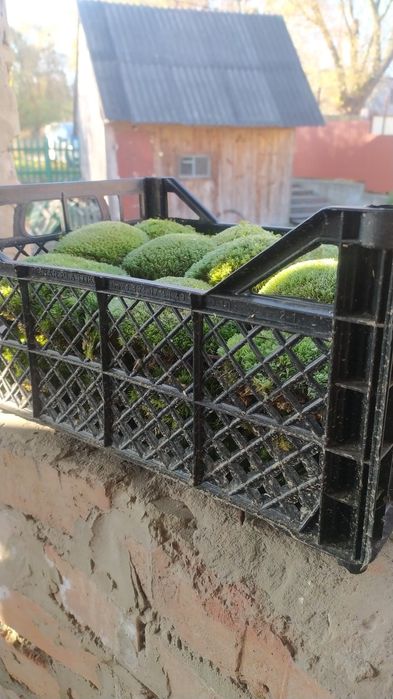 Мох кочка лісовий