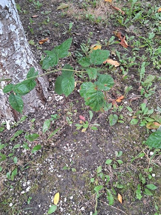 Jeżyny bezkolcowe. Dobrze ukorzenione