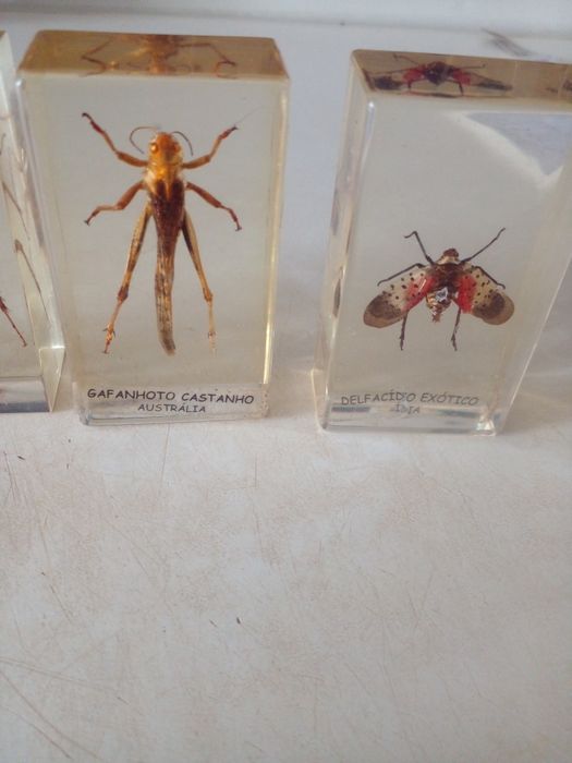 COLEÇÃO de insetos Verdadeiros  DA RBA