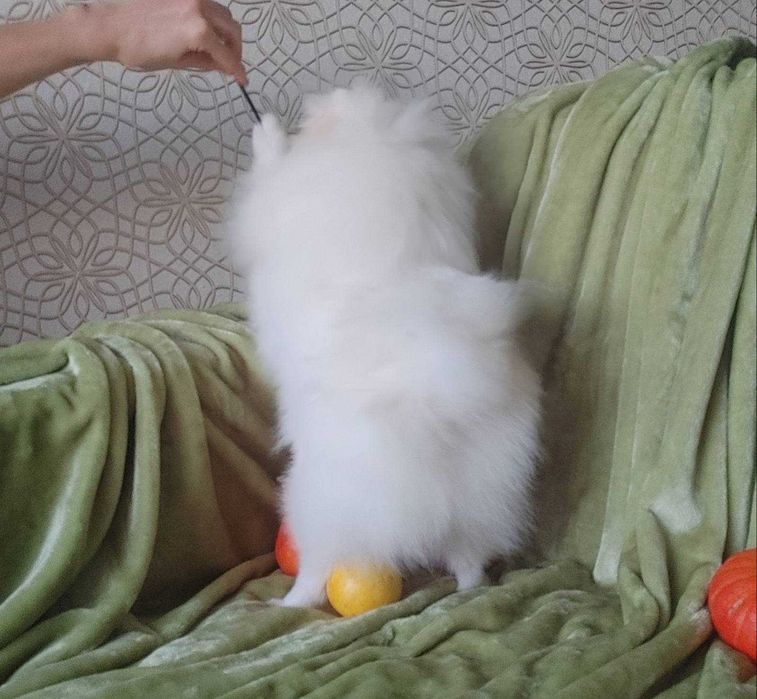 Супер пухнаста дівчинка пом. грайливий тінейджер, доросла вага до2,5кг