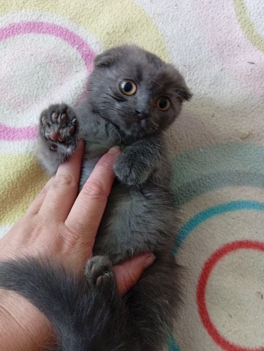 Аліментний хлопчик  шотландський