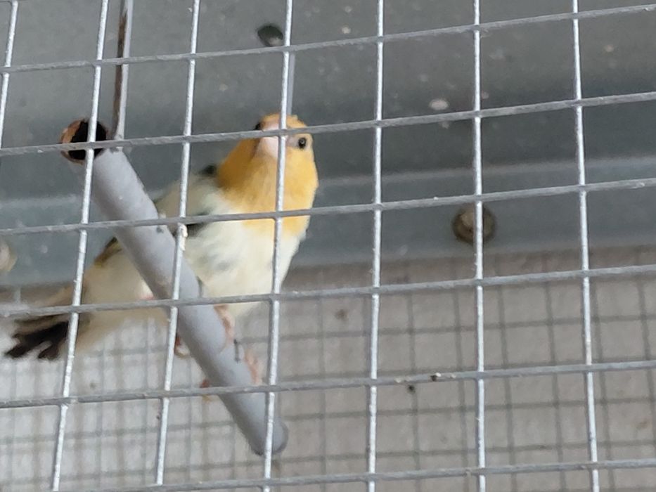 Diamante papagaio macho.