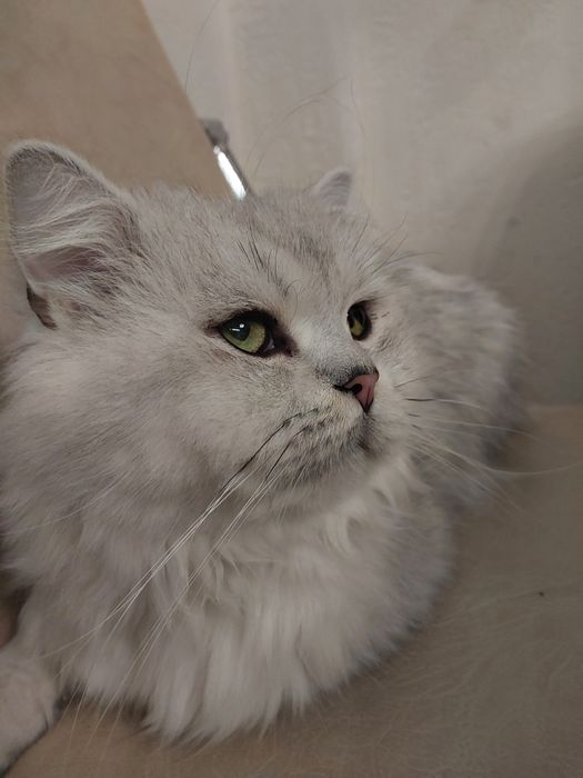 Галантний зеленоокий кавалер запрошує на побачення