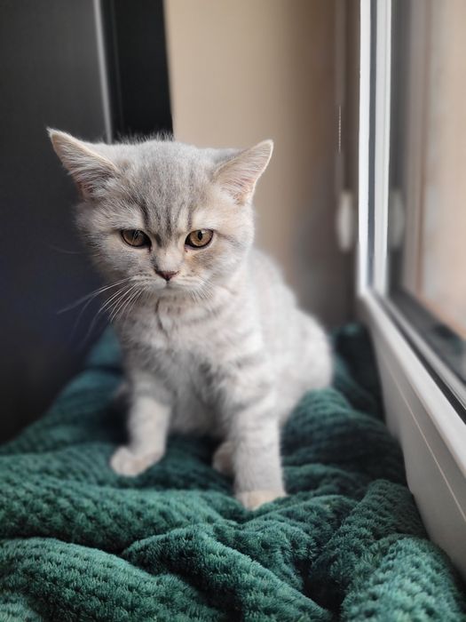 Kotek brytyjski krótkowłosy