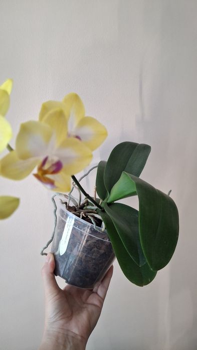 Орхідея фаленопсіс Sweet Girl