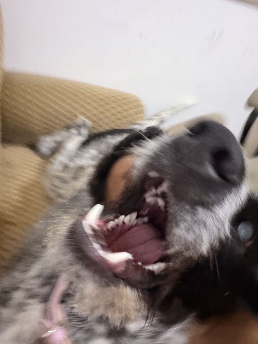 Doa-se Braco Alemão