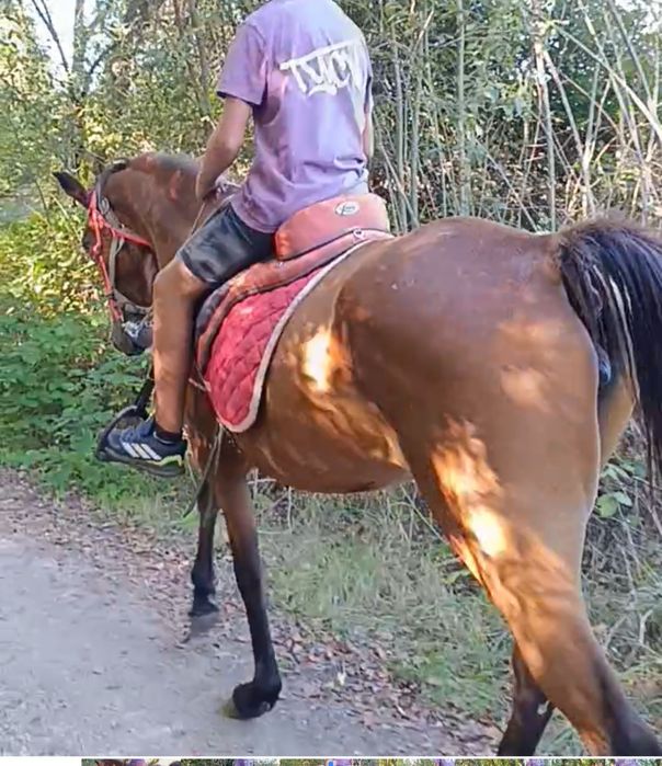 Para venda potra mansinha