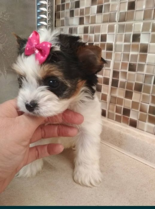 Девочки дівча йорк бивер бівер документи