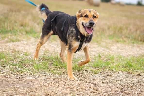 Posłuszna i przyjazna Leona szuka domku