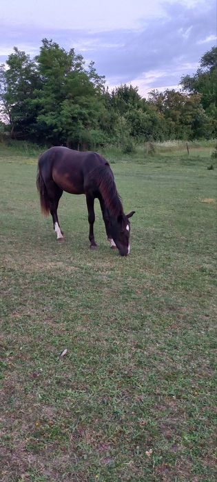 Продам жеребця, молоді коні