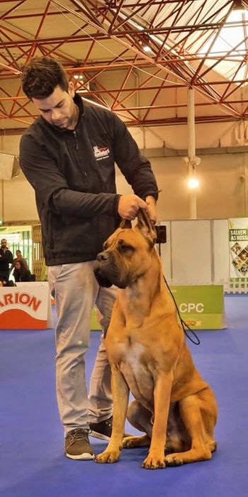 Cane Corso Italiano Cachorrinho Macho, 12 semanas