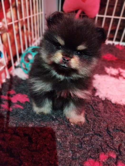 Pomeranian szpic miniaturowy Zkwp