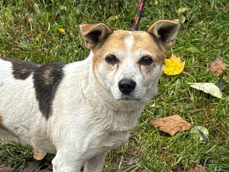 Gwiazdor - łaciaty mały piesek do adopcji!
