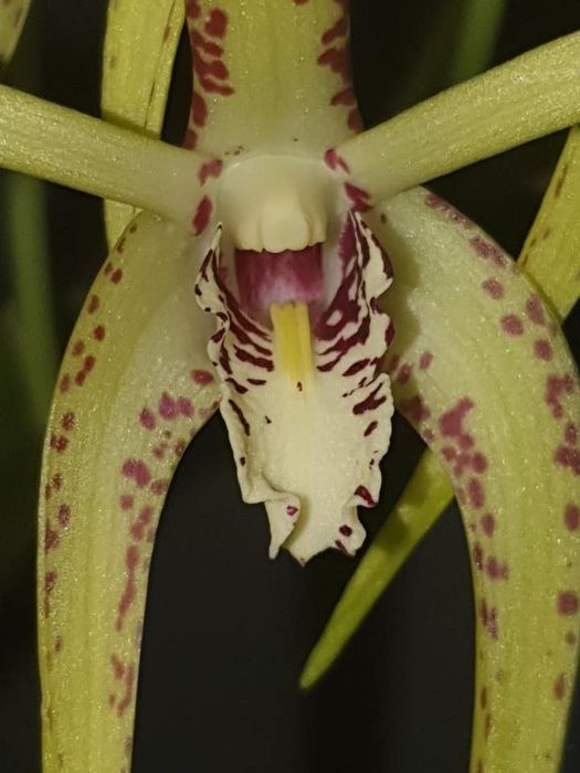 Vendo orquídea Dendrobium Hilda Poxon
