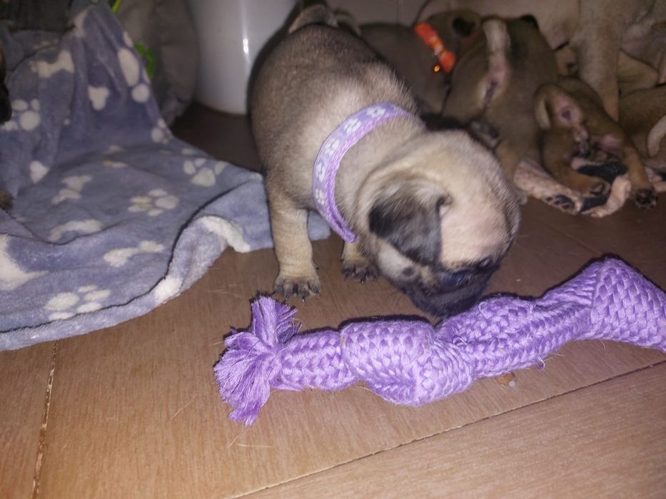 Pug carlin c/ lop pedigree FCI