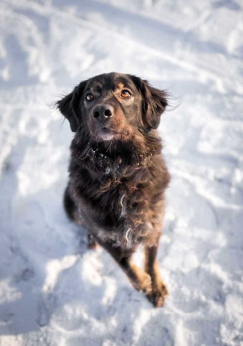 Kochany Roki czeka na swój dom