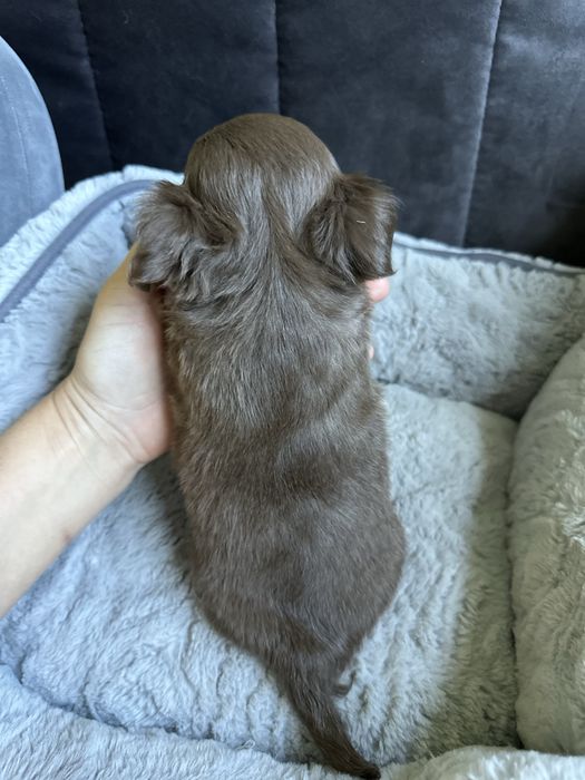 czekoladowy chłopiec Chihuahua