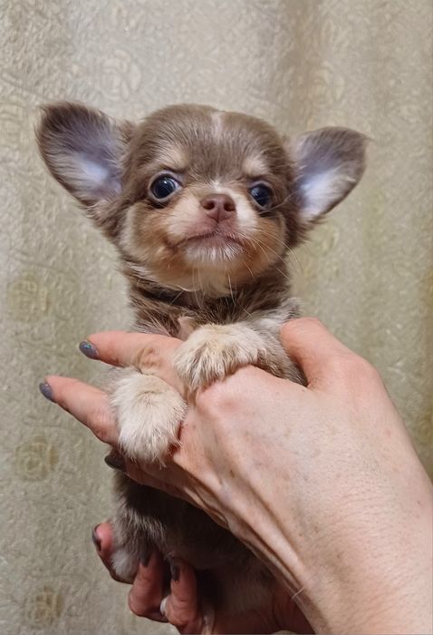 Малючки лілового забарвлення у продажу.