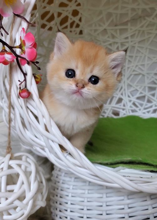 Ручные и ласковые котята, малыши золотая шиншилла