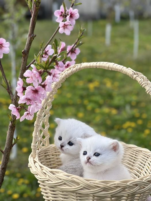 Котята ns11 шиншилла серебріста