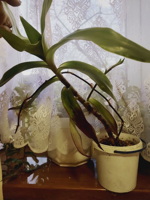 Золотий вус- лікувальна кімнатна рослина.