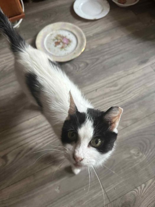 Urocza Niusia szuka domu!