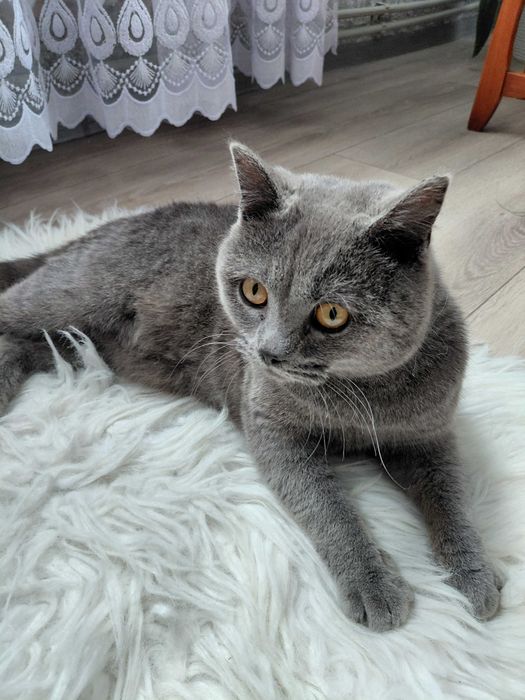 Вязка шотландського прямовухого кота