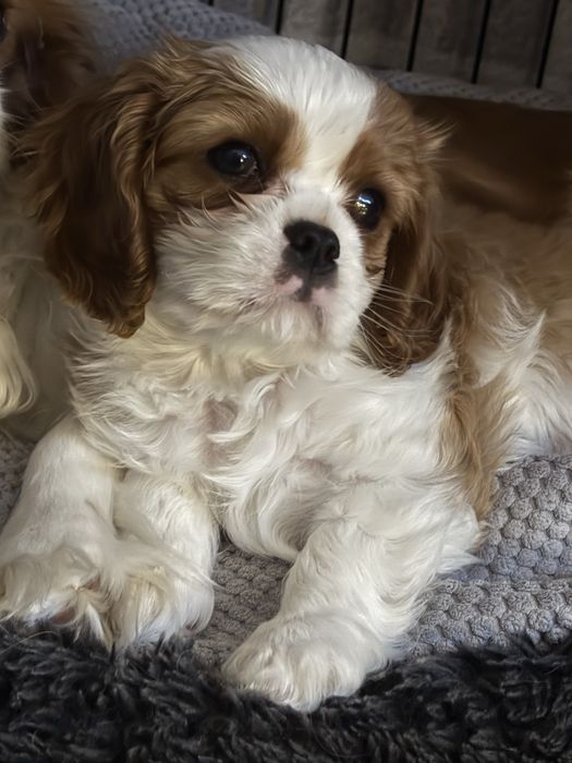 Cavalier King Charles Spaniel FCI piesek blenheim