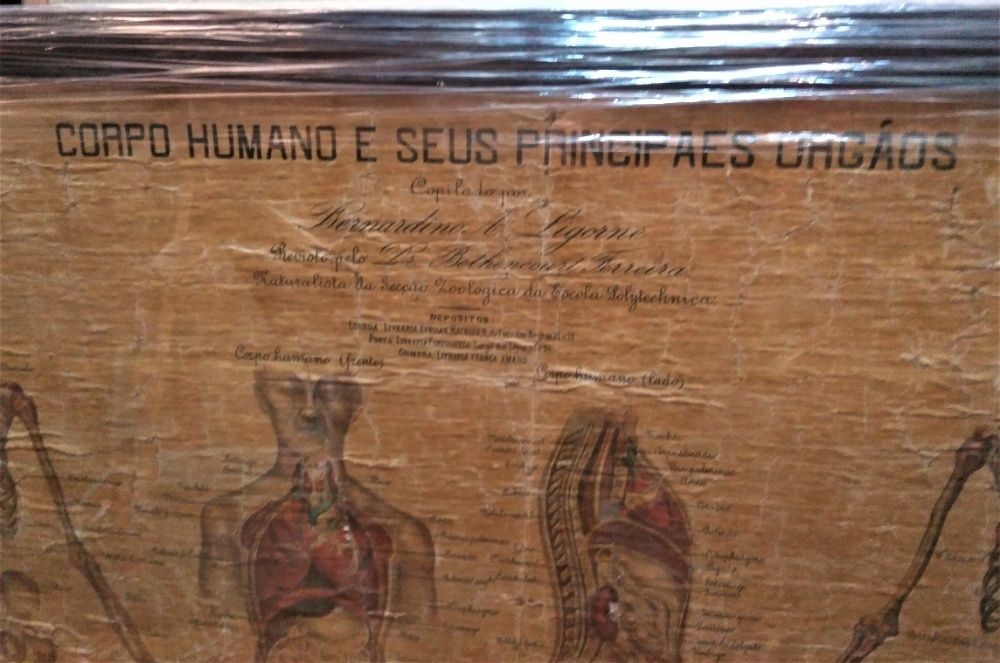Quadro Corpo Humano e Seus Principais Orgãos