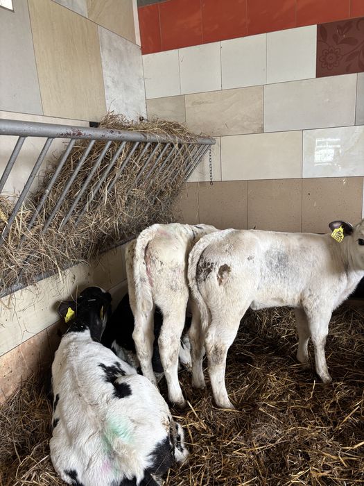 Sprzedam stado bydła miesnego