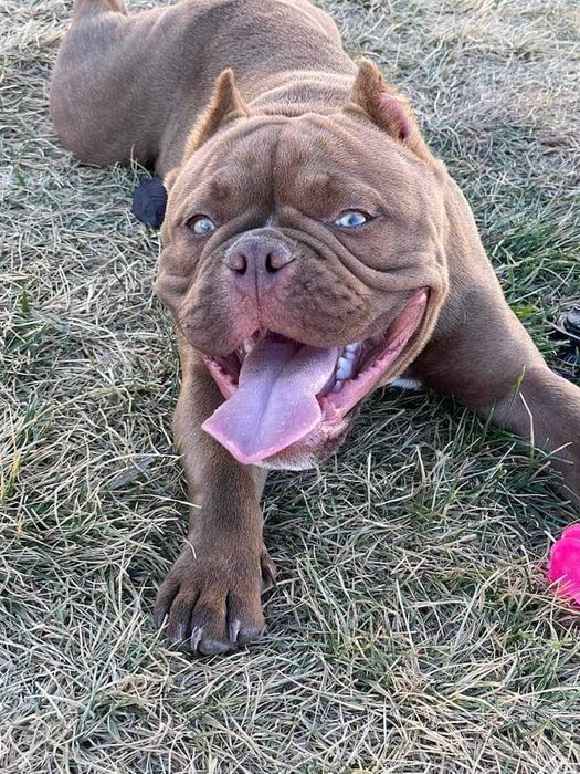 American bully Disponível para montas ( criações )