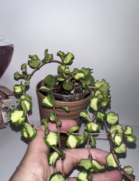 Хойя, узел срезом , разные