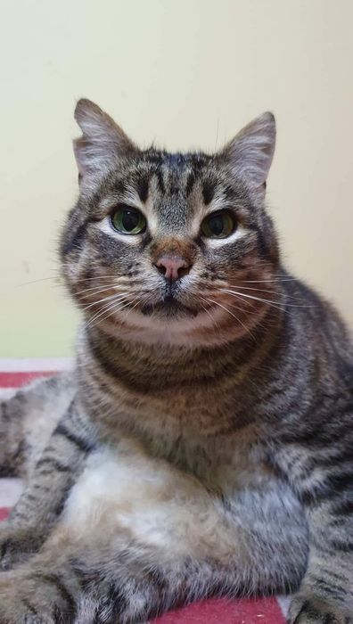 Jason - Kociarnia Ostróda