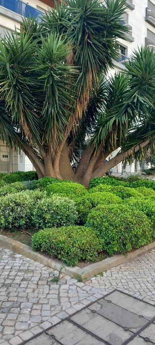 Manutenção de jardins em Lisboa