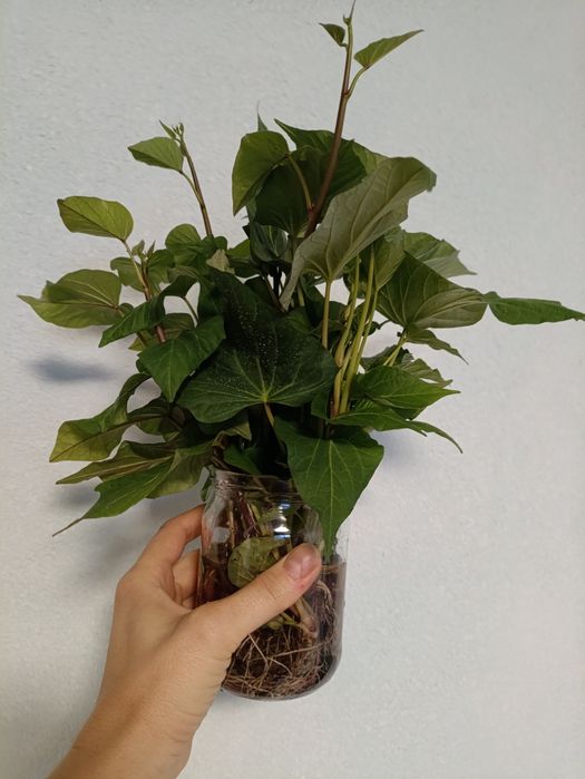Продам саженцы батата