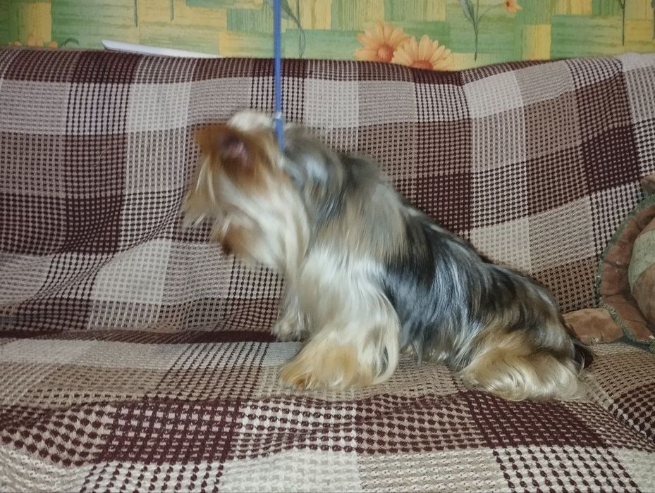 Йорк мрамор.Вязка