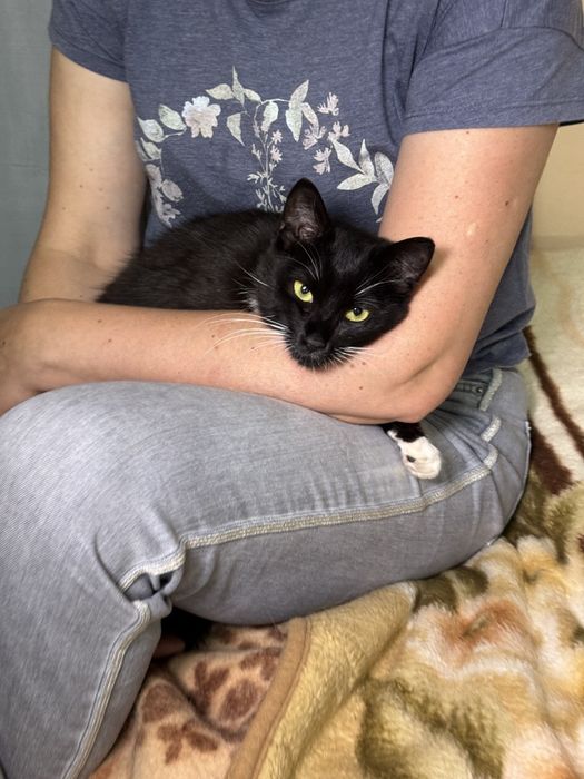 Подарю  молодую кошечку