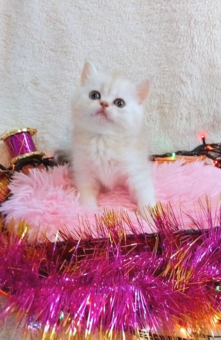 Чарівна крихітка Зеленоока Шотландочка