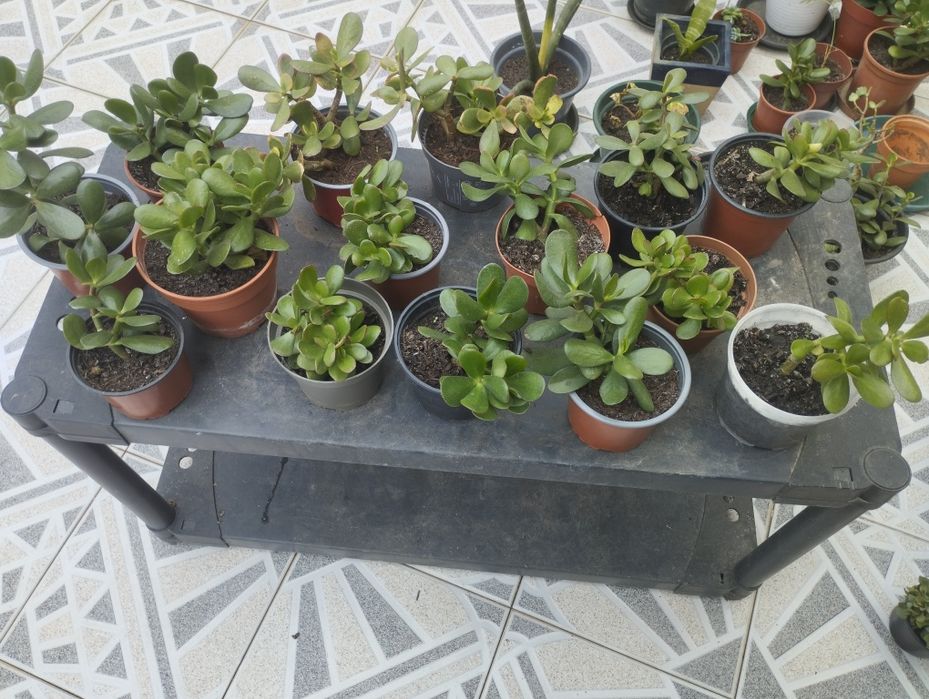 Crassula ovata ( planta Jade)