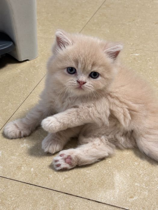 Gatinho raça persa