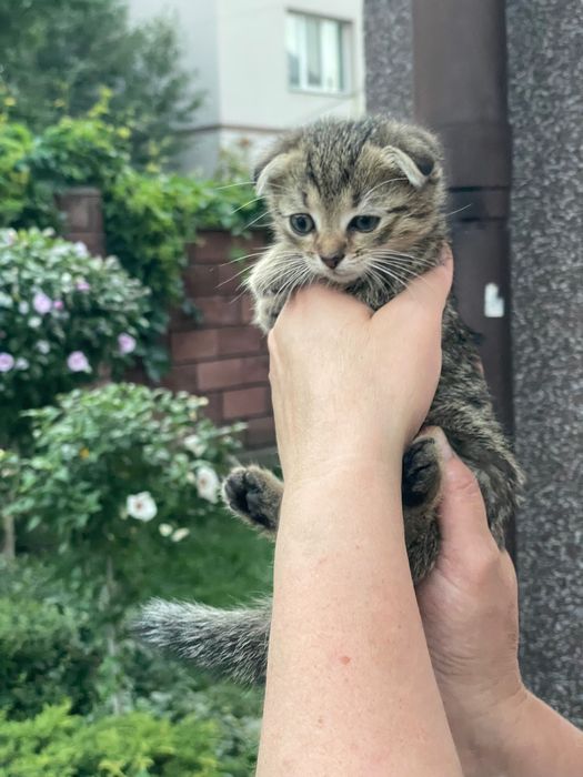 Котенята британські