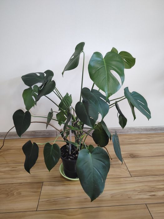 Monstera kwiatek