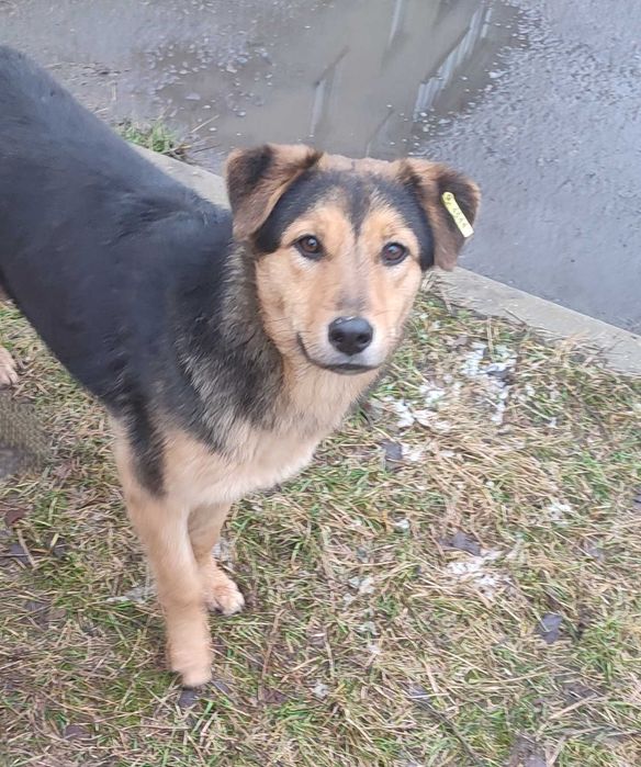 Подарую собачку ..