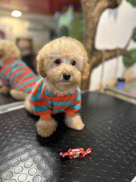 Лапуля пудель мадьчик